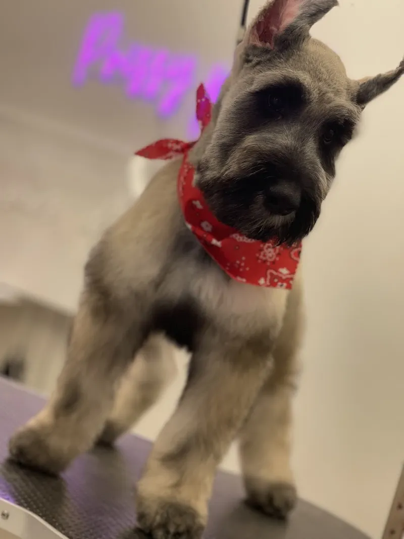 Prissy Pooch Pet Grooming And Day Spa - Cat grooming in San Antonio