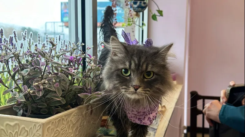 Lavender Fields Pet Spa - Cat grooming in Wilkes-Barre Township