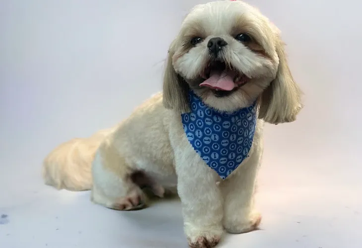 The Plush Pooch Pet Spa - Professional cat grooming in Alton, NH