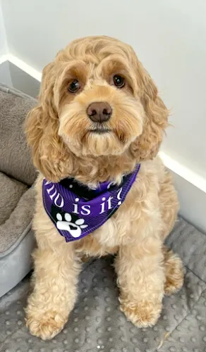 Dog Park Grooming & Daycare - Professional Dog Grooming & Daycare Services - Professional cat grooming in Brooklyn, NY