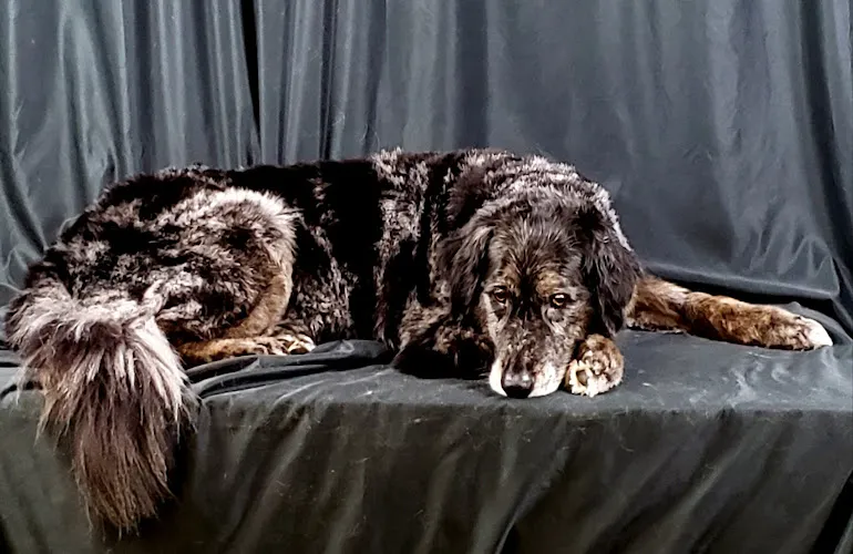 The Grooming Garage LLC - Cat grooming in Ocean Park
