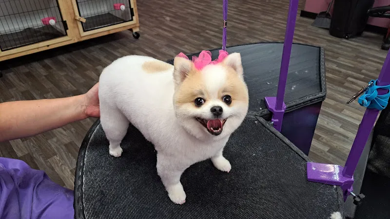 Grooming By Lou - Cat grooming in Lakewood