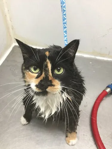 Canine & Company: A Pet Spa - Professional cat grooming in Catalina, AZ