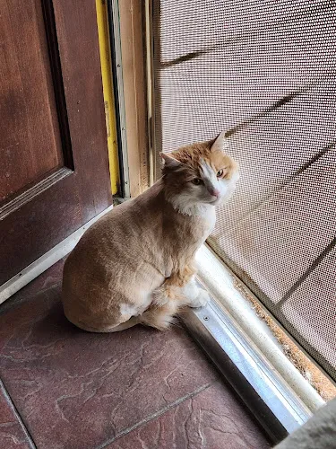 PAWlish Pet Salon & Mobile Grooming - Cat grooming in Las Vegas