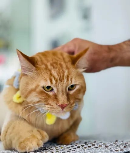 Fur Babies Grooming Salon & Spa - Cat grooming in El Paso
