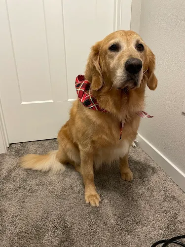 Denise's Doggie Do's LLC - Cat grooming in Ankeny
