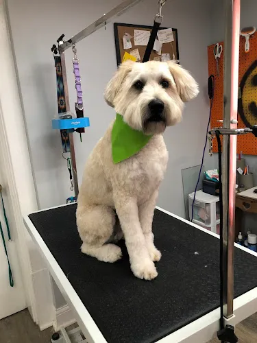 Dog Daze Grooming LLC - Cat grooming in Owingsville