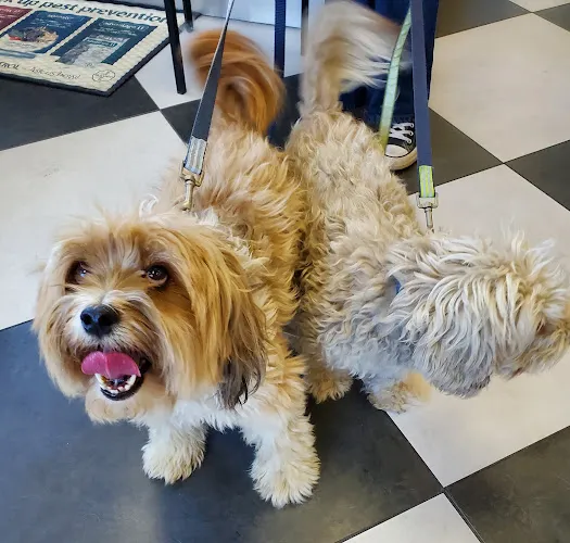 All About Puppies - Cat grooming in La Mirada