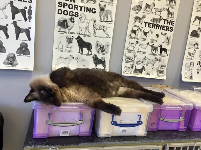 A Puppy Cut - Mobile cat grooming in Orlando, FL