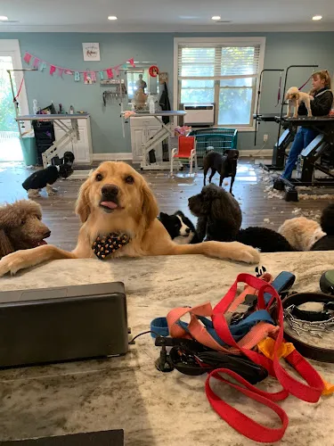 Barks & Bubbles Salon & Spa - Cat grooming in Concord