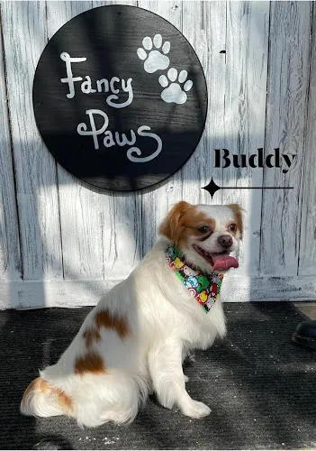 Fancy Paws Grooming Salon - Cat grooming in Chicago