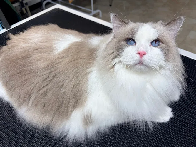 PetzCharm - Mobile cat grooming in Falls Church, VA