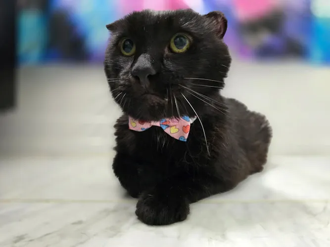 Groomer at Home - Cat grooming in North Bergen