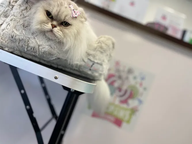 Lollipaws Grooming Services - Cat grooming in Fort Lauderdale