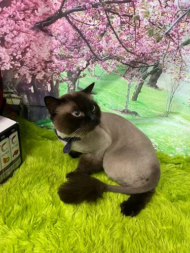 Pawllywood Grooming - Cat grooming in Union