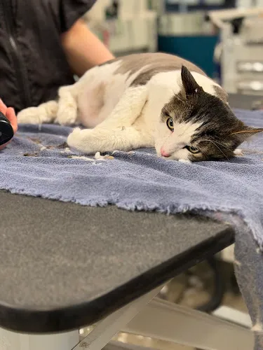 Civilized Wolf Grooming & Pet Supplies - Cat grooming in Vancouver