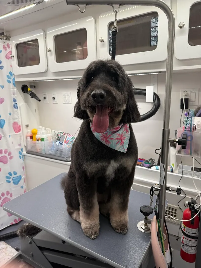 DapperTails Mobile Pet Grooming of Queens - Cat grooming in New York
