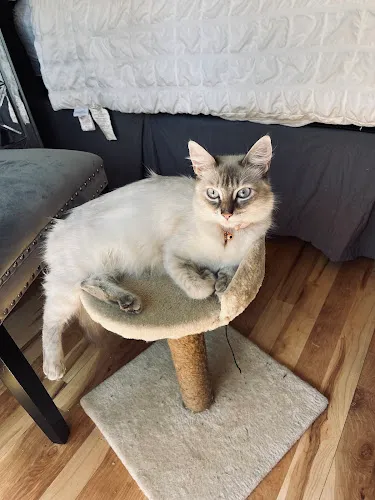 Fur Sure - Cat grooming in Sonora