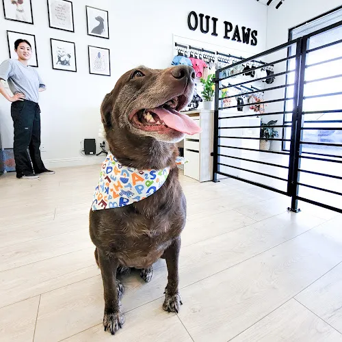 Oui Paws Pet Salon - Cat grooming in Huntington Beach