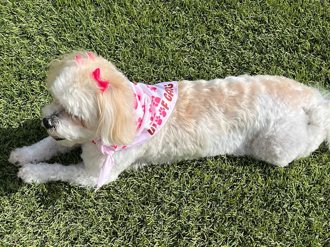Woof Gang Bakery & Grooming Palm Valley - Cat grooming in Avondale