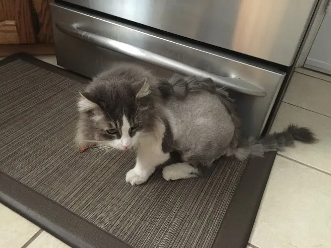 Pretty Pets Grooming - Mobile cat grooming in Albuquerque, NM