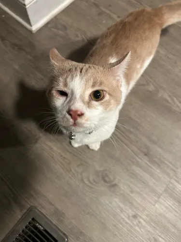 Tail Waggers Pet Spa LLC - Mobile cat grooming in Wilmington, DE