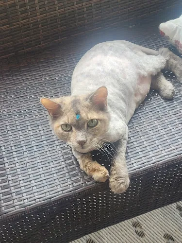 Pawfections Salon & Mobile - Mobile cat grooming in Coconut Creek, FL