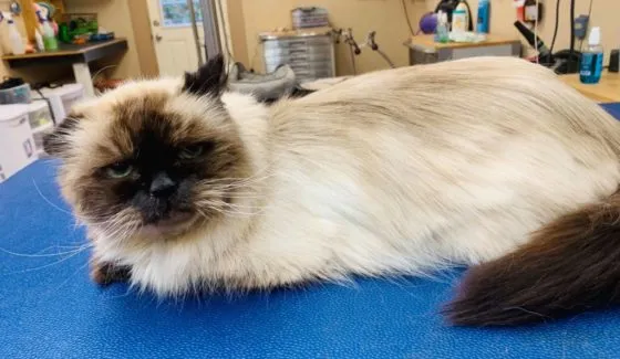 Heather Forseth Small Dog and Cat Grooming - Cat grooming in New Richmond