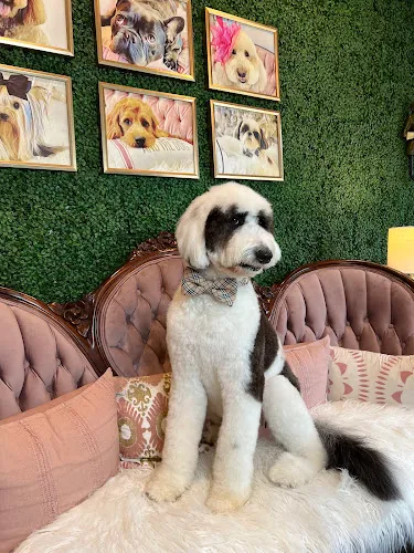 Barker's Lane - Cat grooming in Davie