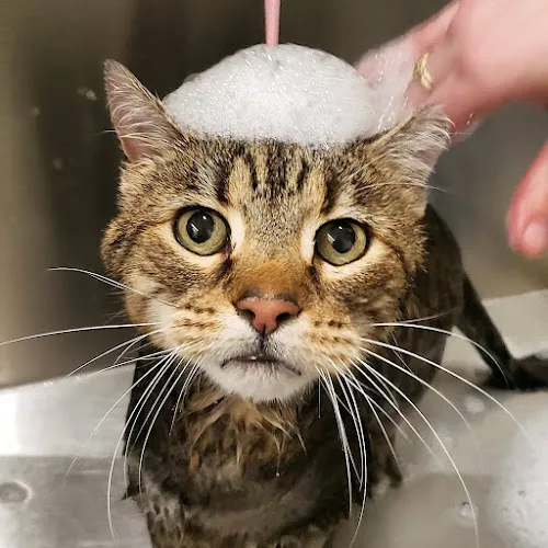 Oasis Grooming - Cat grooming in Bozeman