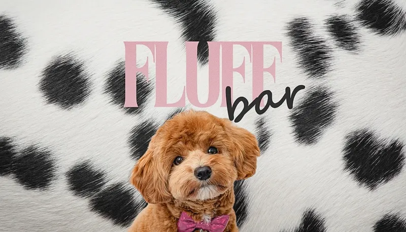Fluff Bar - Cat grooming in Scottsdale