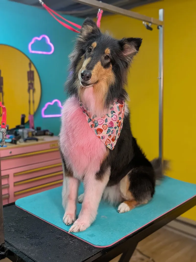 Rhe of Sunshine Grooming - Cat grooming in Bangor