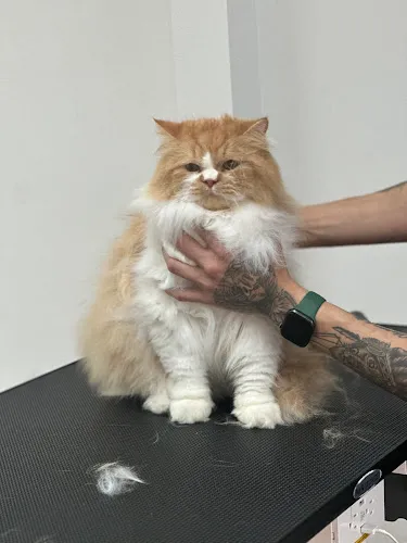 Zen Pet Spa - Cat grooming in Middletown