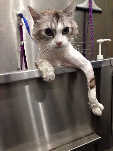 Tender Loving Care Pet Spa (re - opened now Petrock Hotel And Spa ) - Cat grooming in Los Angeles