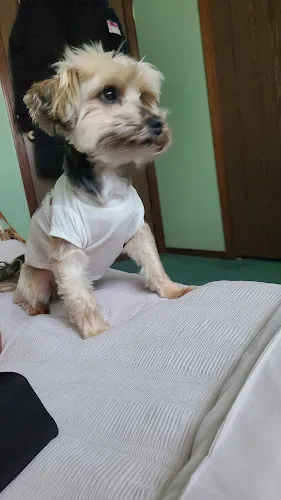 Doggie Style LLC - Cat grooming in Warren