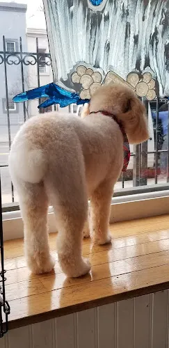 Pawlour - Professional cat grooming in Brooklyn, NY