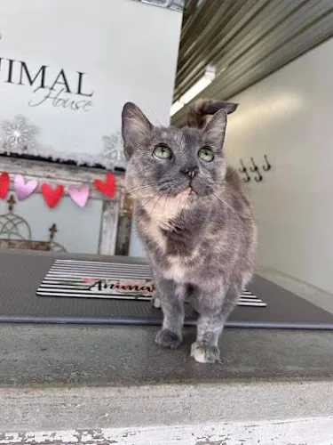Animal House - Cat grooming in Paxton