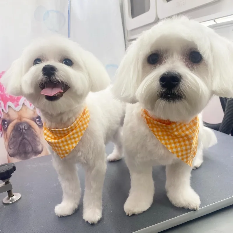 Pup Town Spaw: Mobile Pet Grooming - Cat grooming in San Antonio