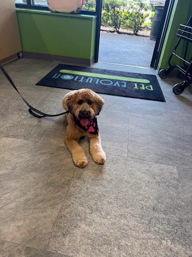 Pet Evolution - Cooper City, FL - Grooming | Self-Wash | Healthy Food | Mobile Nail Trim - Mobile cat grooming in Cooper City, FL