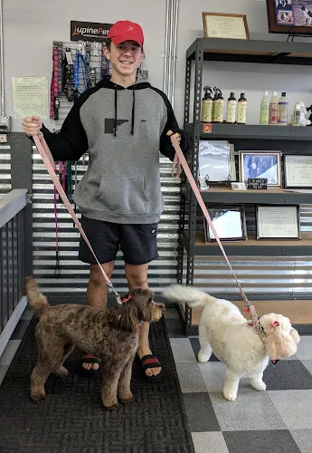 Canine Design - Cat grooming in Boise