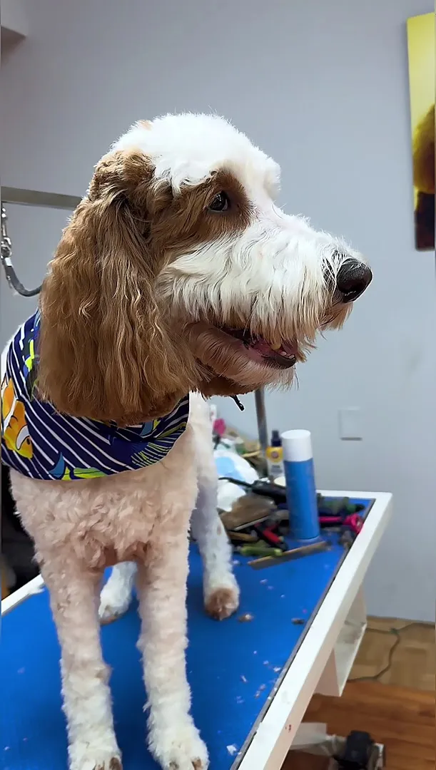 Kate's Pampered Pooch - Cat grooming in San Antonio