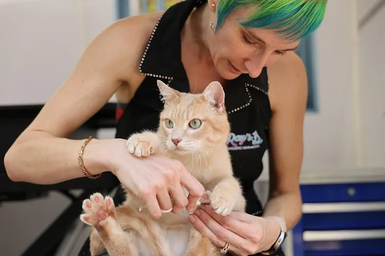 Ray's Holistic Mobile Pet Grooming - Cat grooming in Winnetka