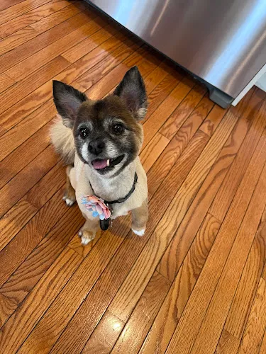 Doggie Divine Pet Salon - Cat grooming in St. Charles