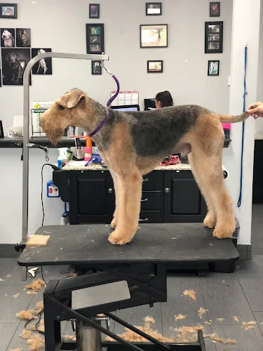 K-9 Designs LLC - Cat grooming in Tulsa