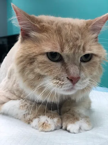 Pampered Paws Pet Spa LLC - Cat grooming in Melbourne