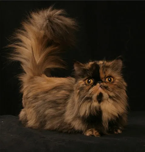 Animal Instincts Pet Salon - Cat grooming in Middletown