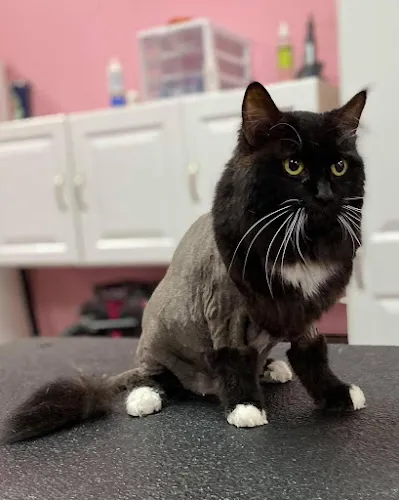 Woof Gang Bakery & Grooming Apopka - Cat grooming in Apopka