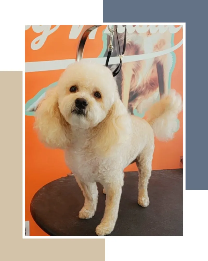 Kush Plush Kuts- Pet Grooming Service - Mobile cat grooming in Houston, TX