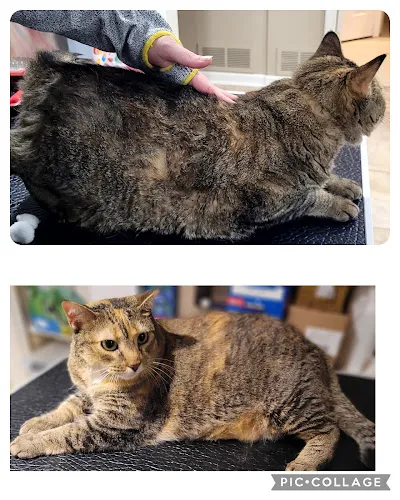 Purrr Luxury Cat Grooming - Cat grooming in St Paul