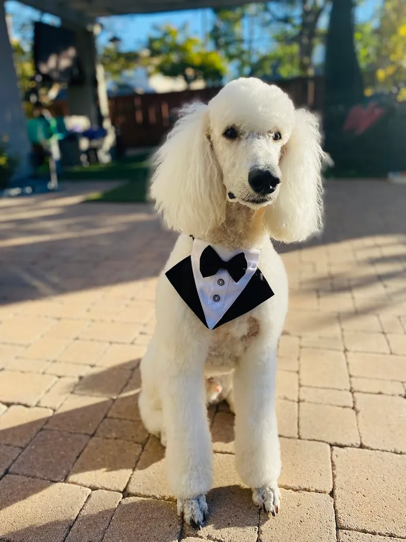 Pawfection Pet Salon - Cat grooming in San Diego